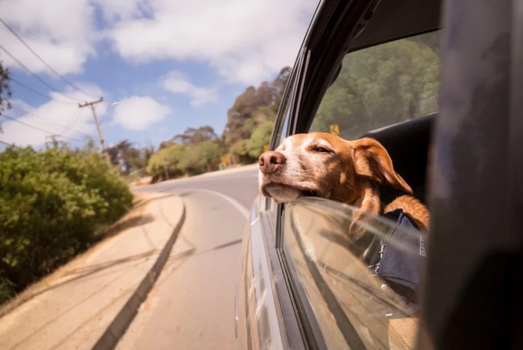 the best dog seat covers