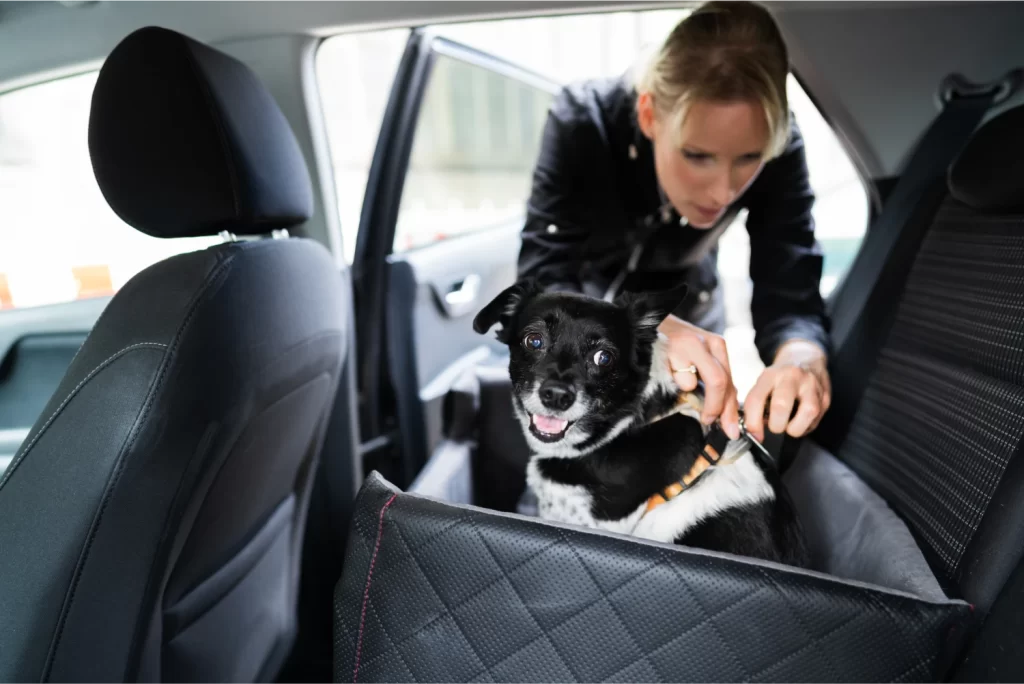adjustable dog car seat belt