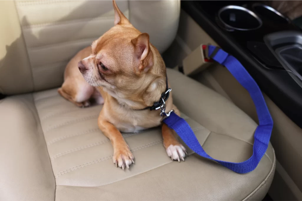 classy pet life seat belt